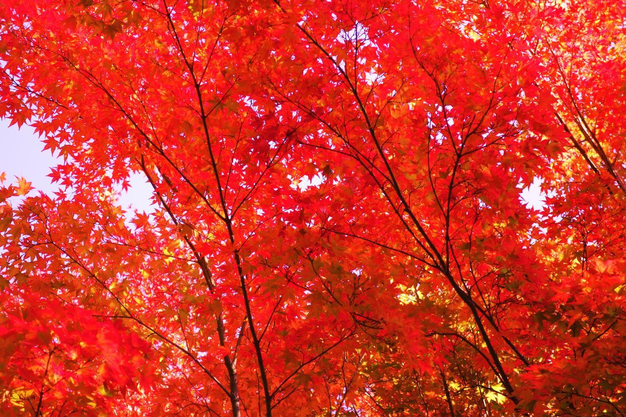 Kishutetsudo Karuizawa Hotel Tsumagoi Ngoại thất bức ảnh